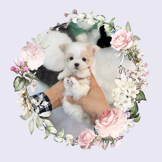 Mini Maltipoo- Jack (Singapore shipping fee included)