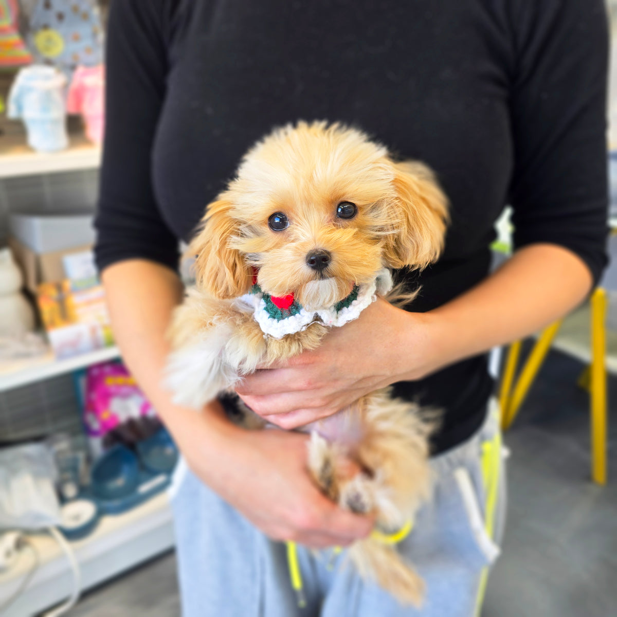 Mini Maltipoo for sale-Hussey