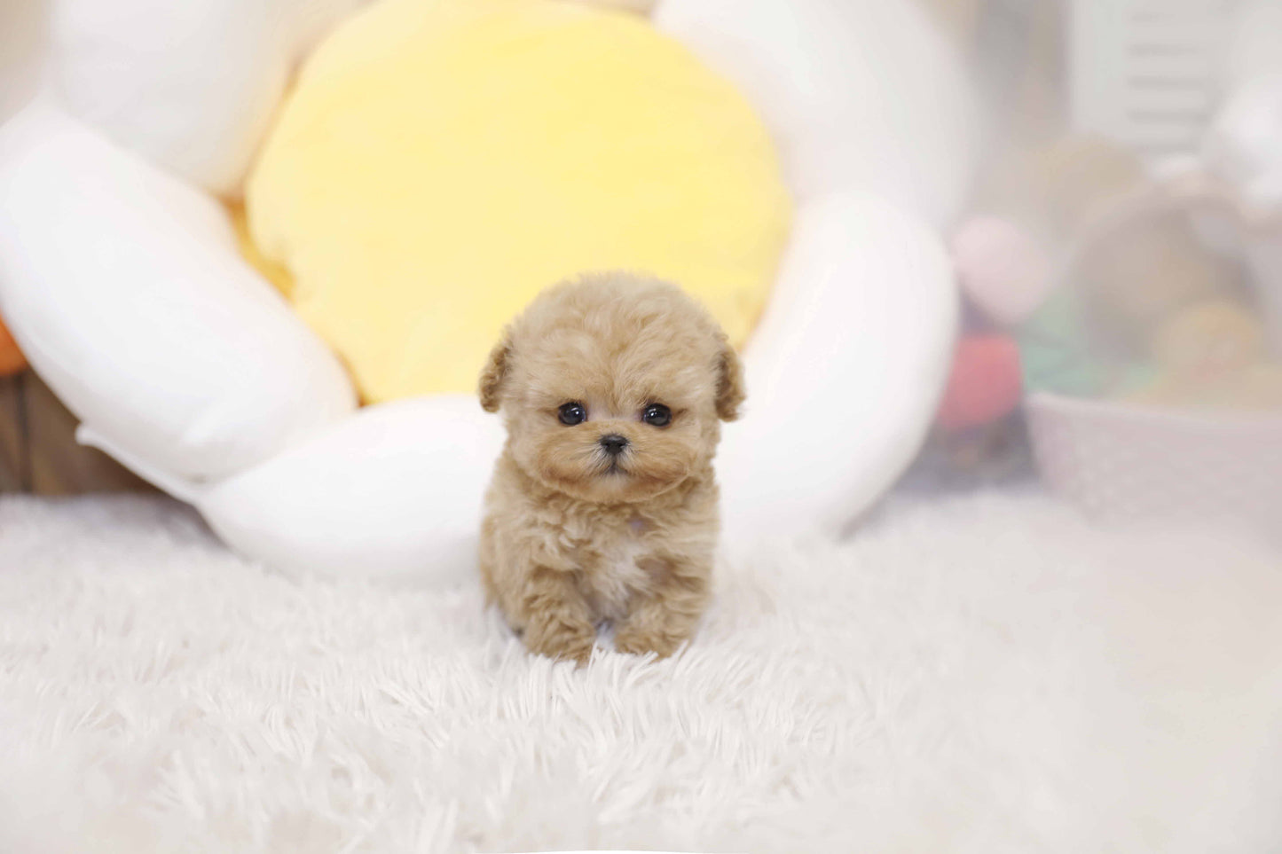 Tiny poodle- Rico (Singapore shipping fee included)