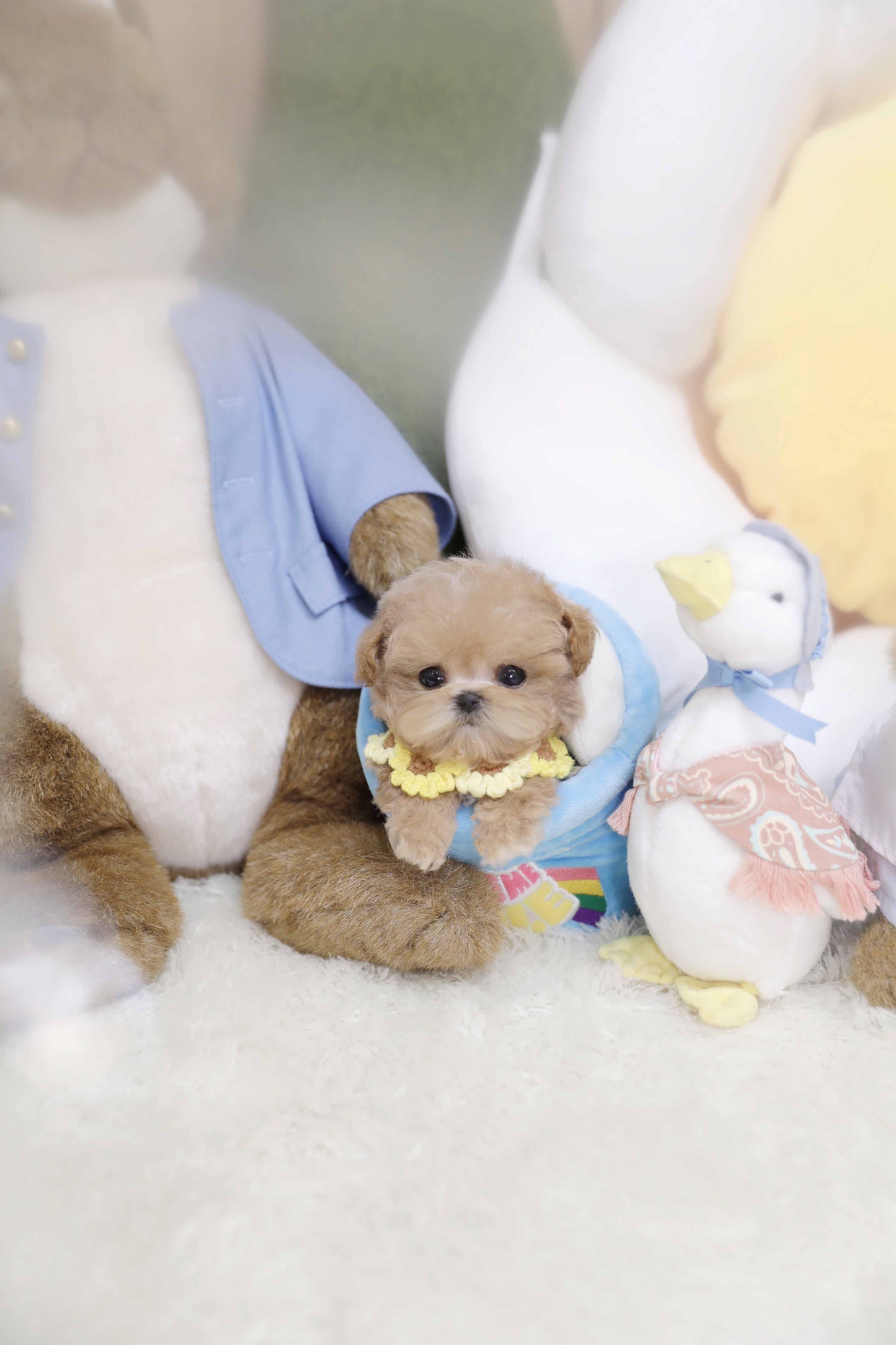 Toy poodle-Taco (Singapore shipping fee included)