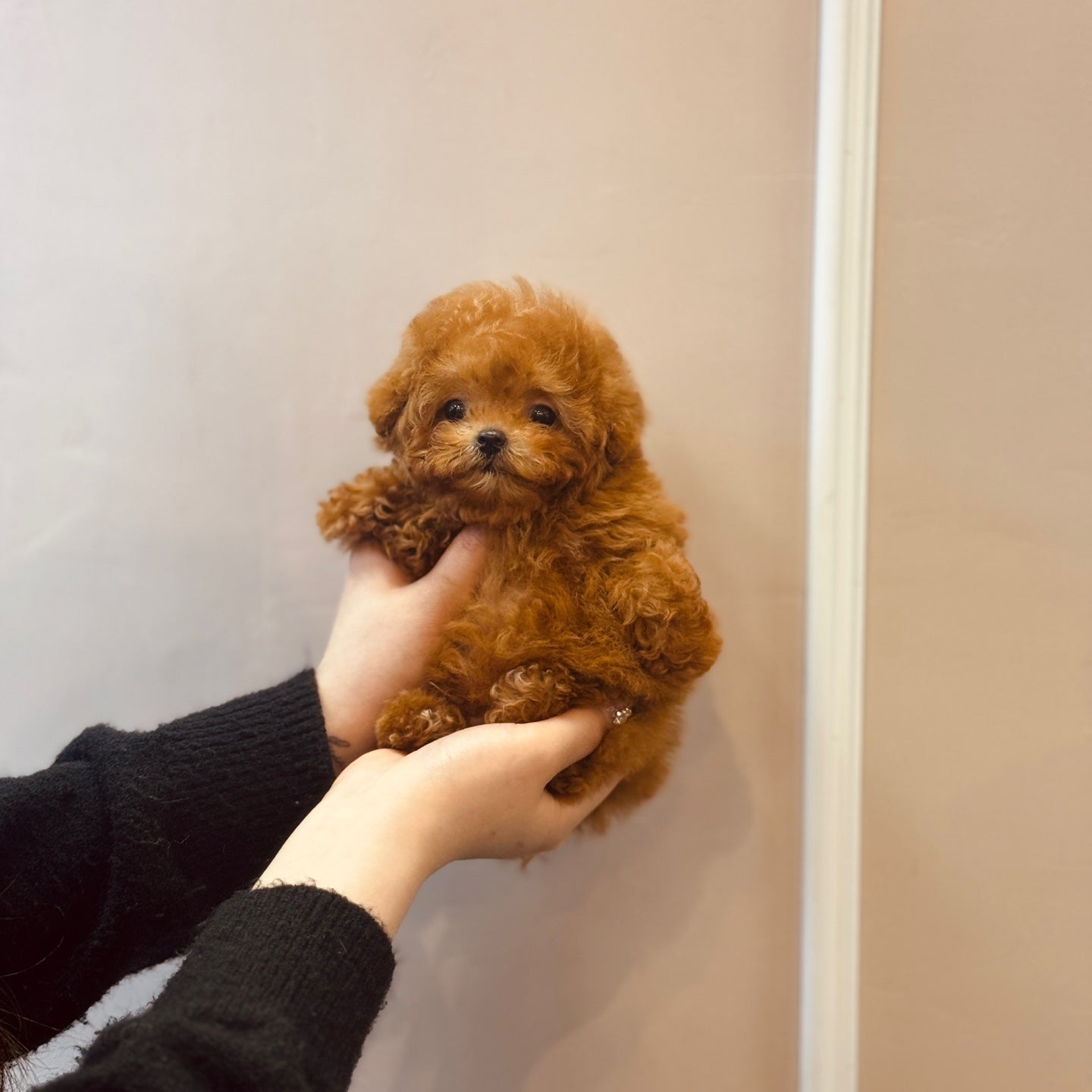 Tiny poodle- DUBU (Singapore shipping fee included)