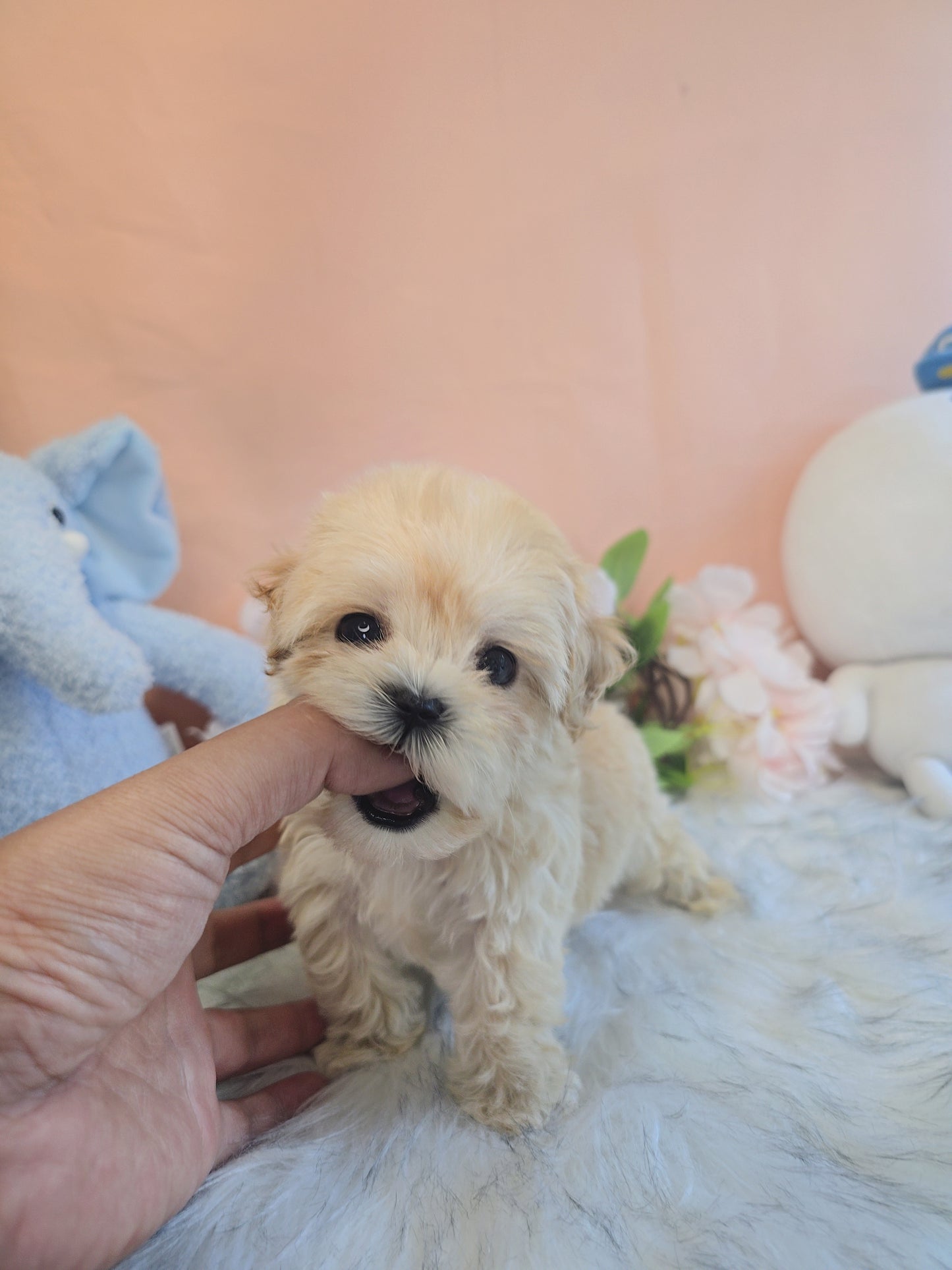 Mini Maltipoo- Cookie (Singapore shipping fee included)