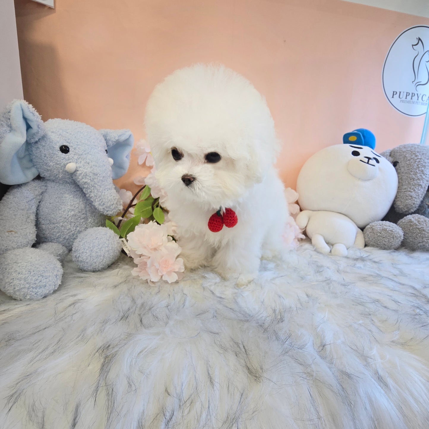 Mini Bichon - MANGO (Singapore shipping fee included)