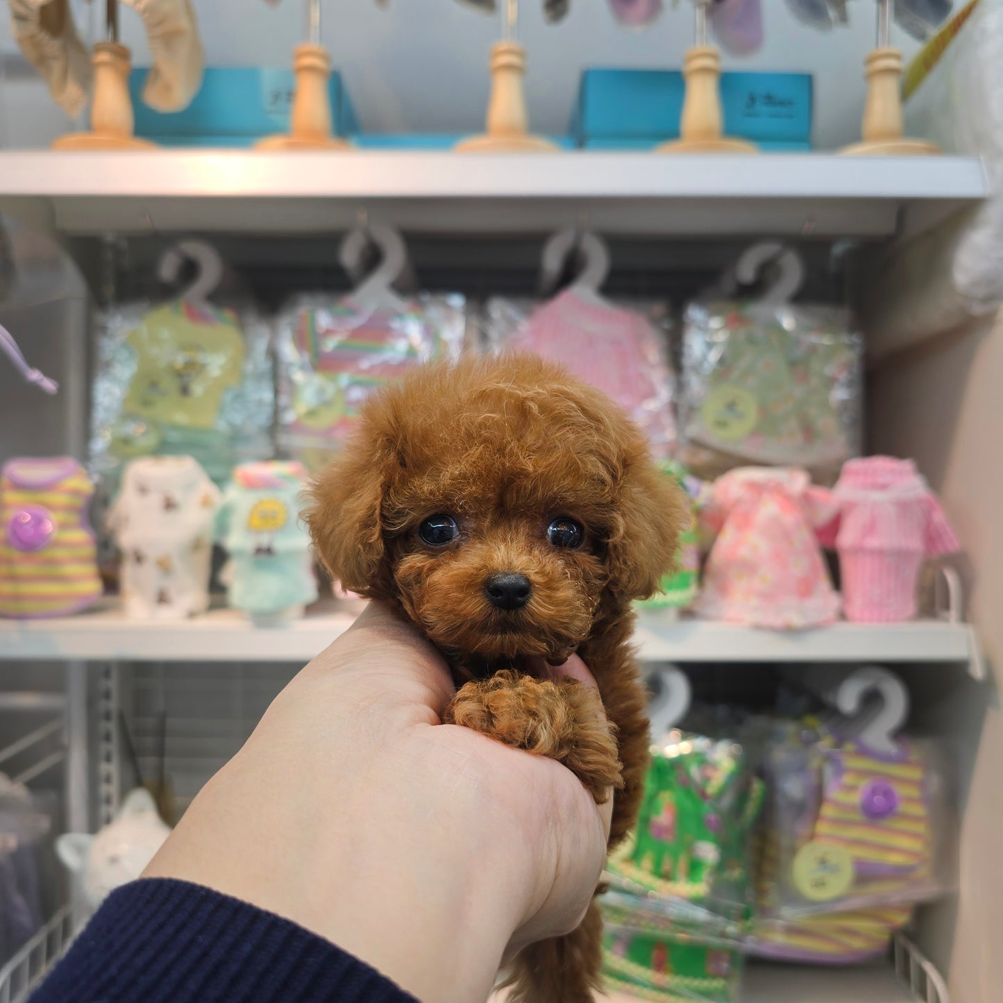 Toy poodle for sale-Michael