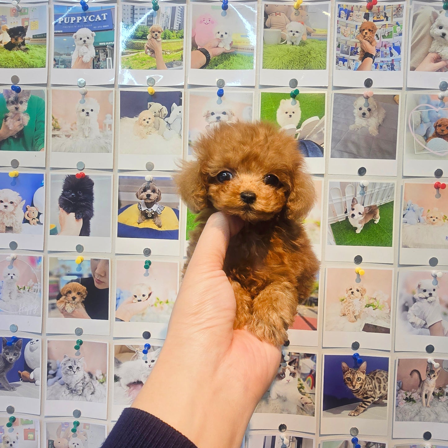 Poodle- Gamja (Singapore shipping fee included)