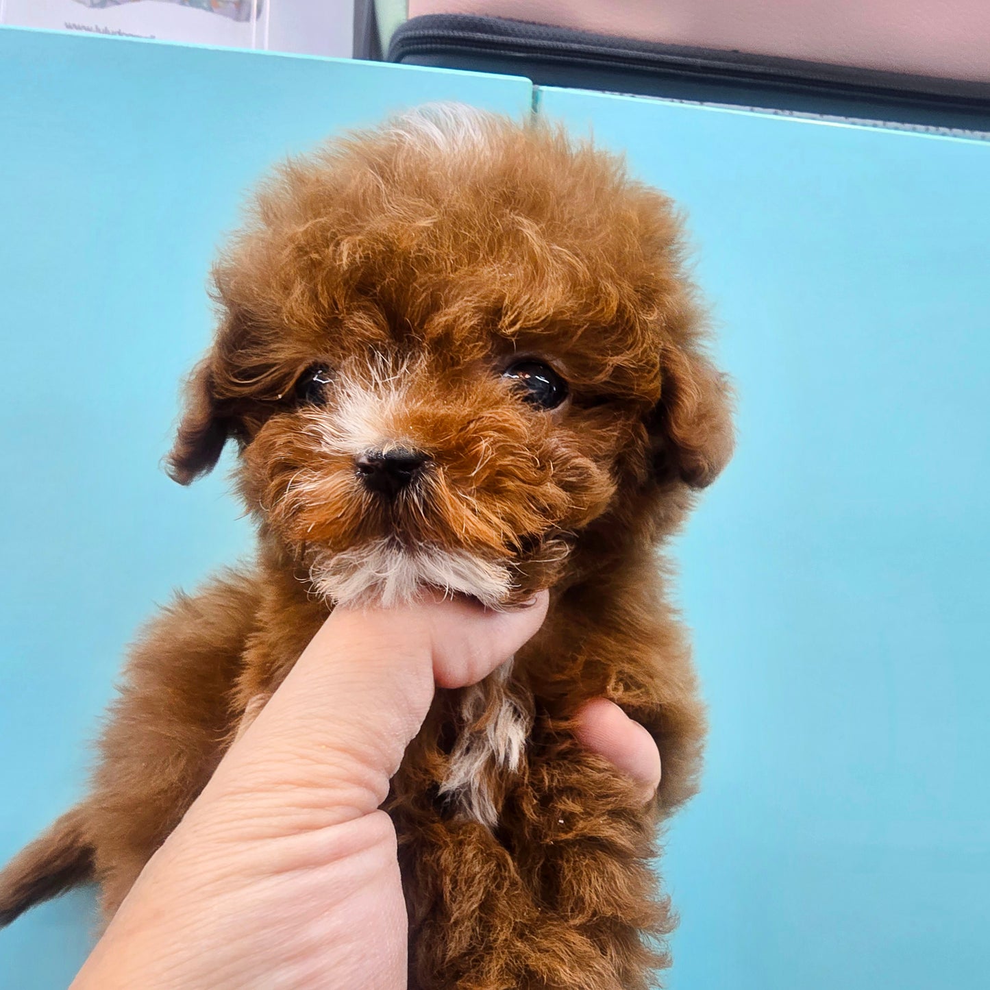 Mini Maltipoo- Kwangsu (Singapore shipping fee included)