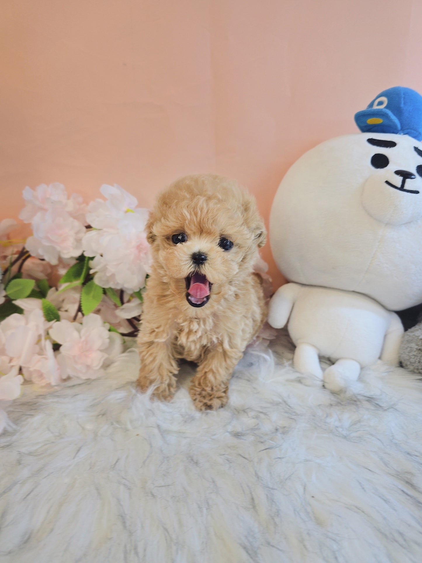 Toy poodle for sale-Max