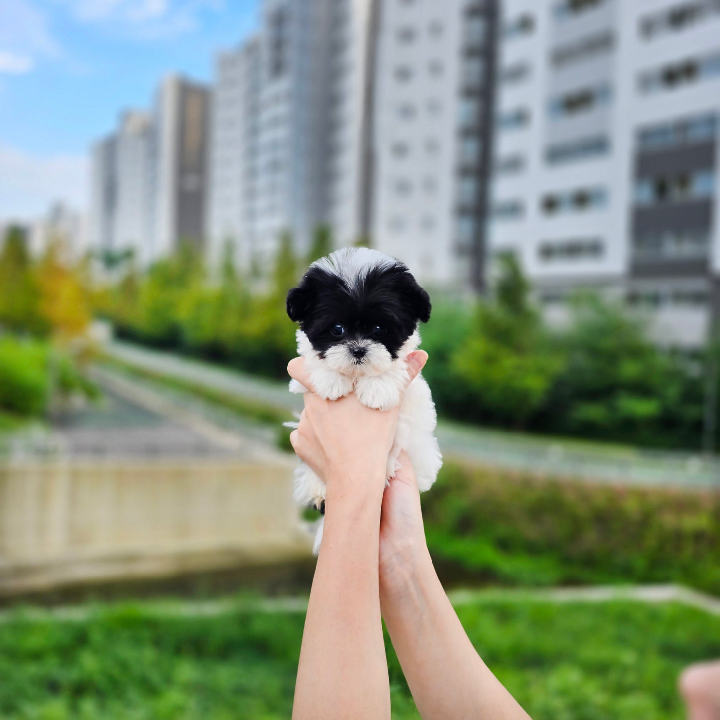 Mini Maltipoo- OREO(Singapore shipping fee included)