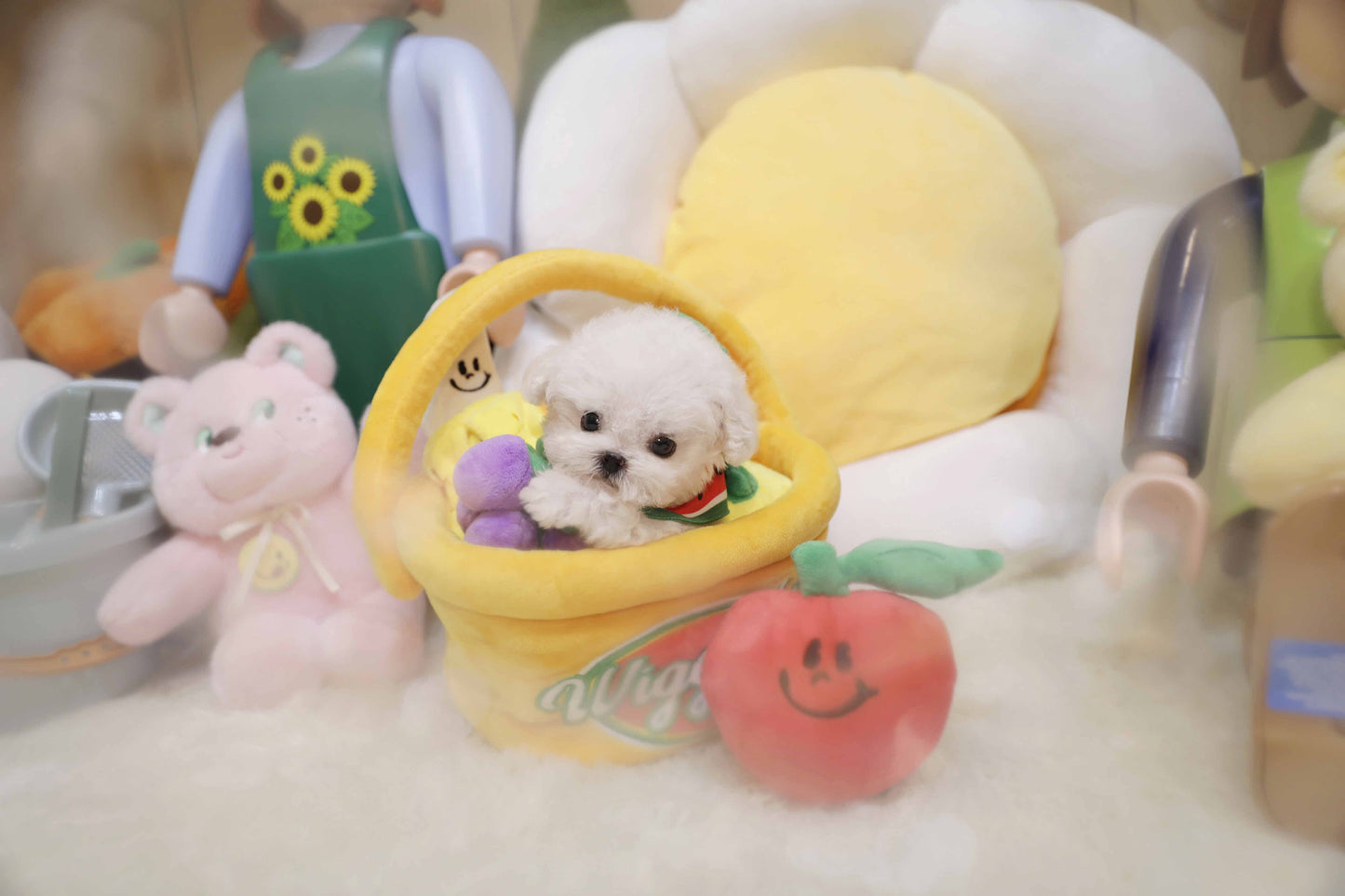 Mini Bichon Frise- Lyn (Singapore shipping fee included)