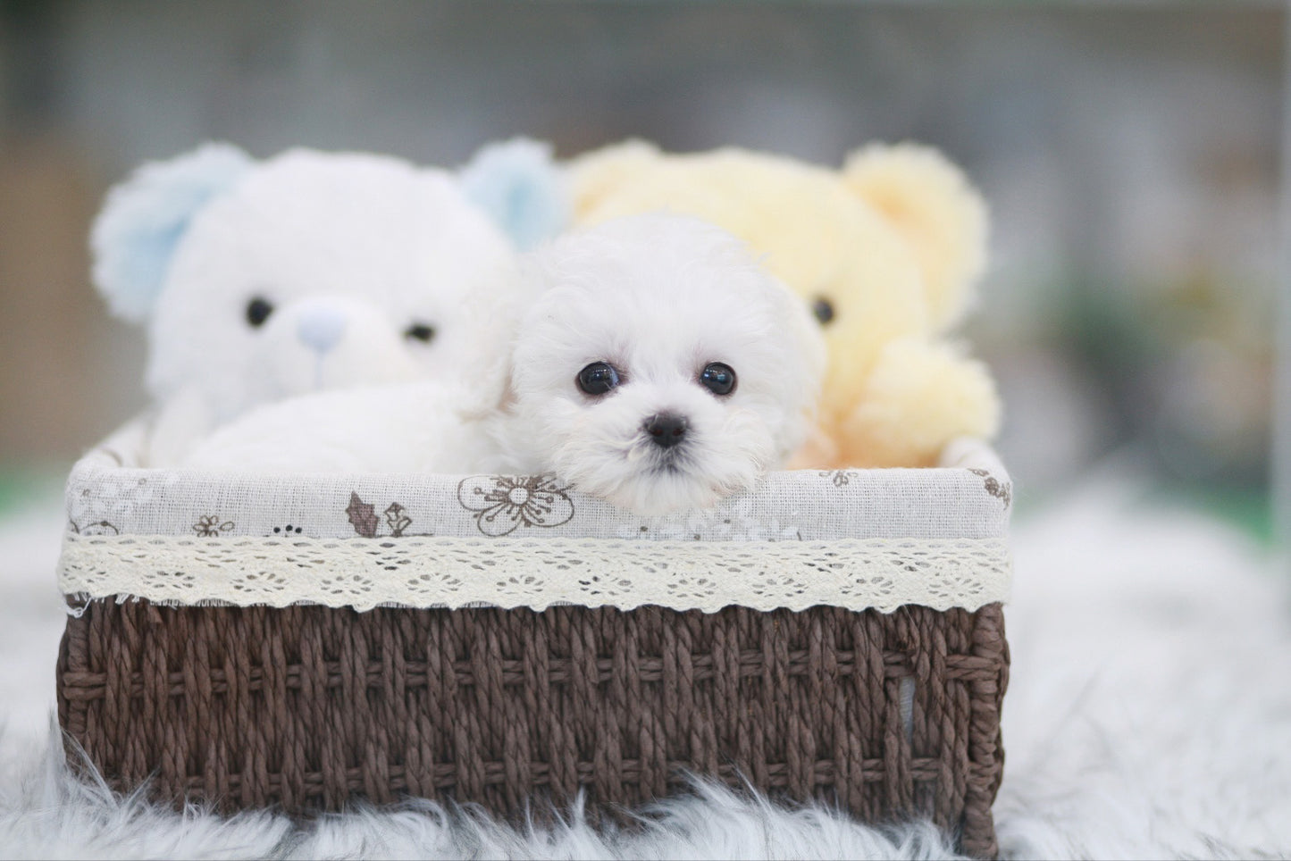 Bichon Frise for sale-Benji