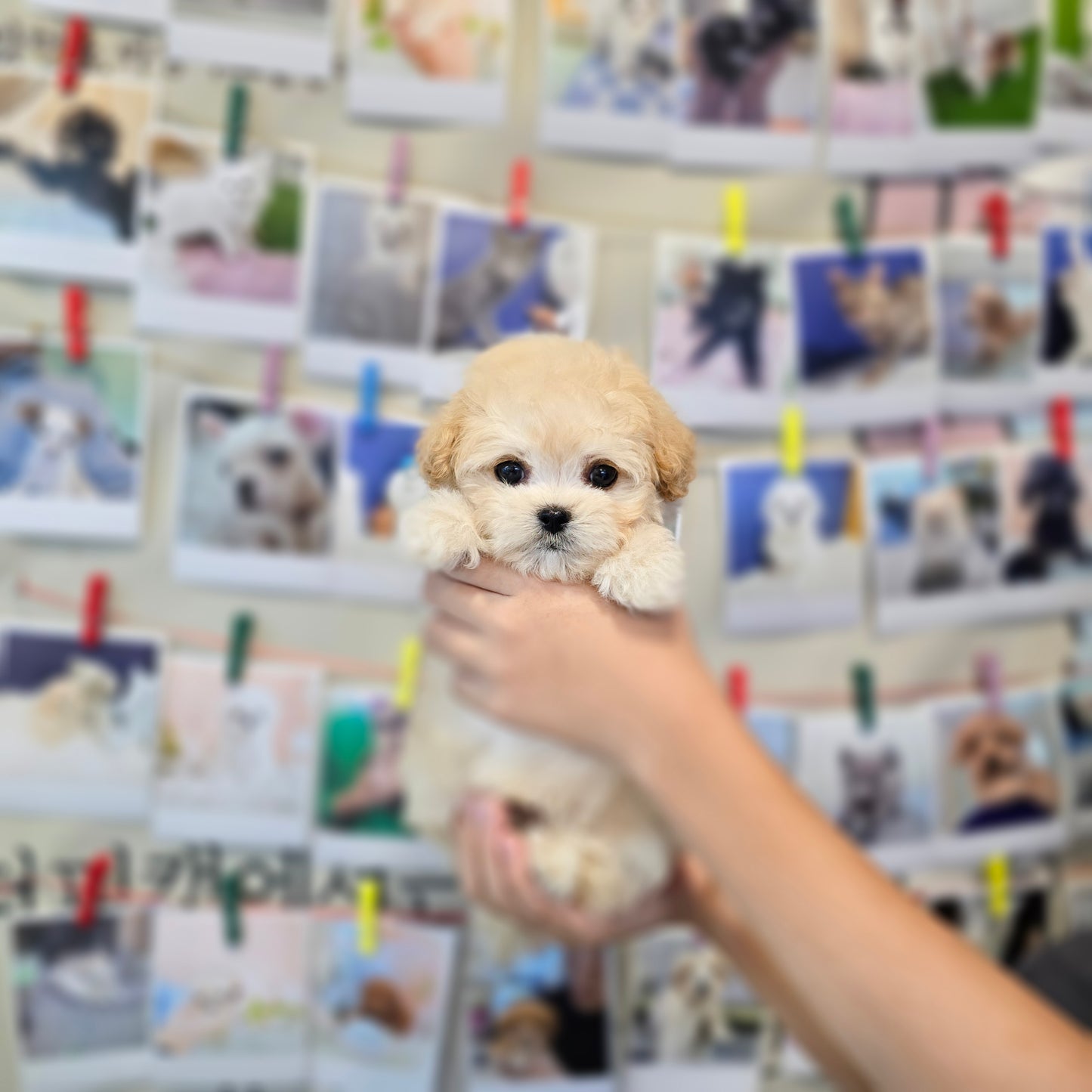 Mini Maltipoo- VIVI (Singapore shipping fee included)