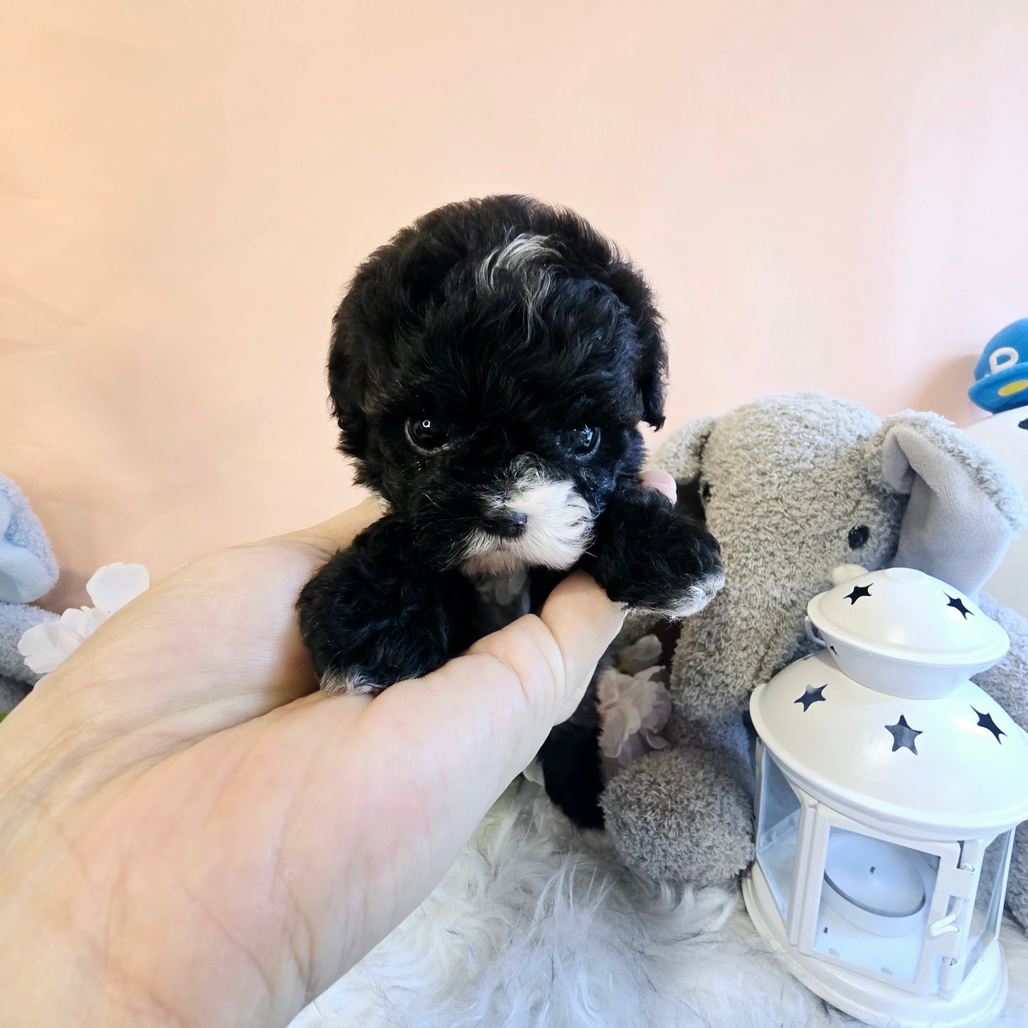 poodle- Bruno (Singapore shipping fee included)