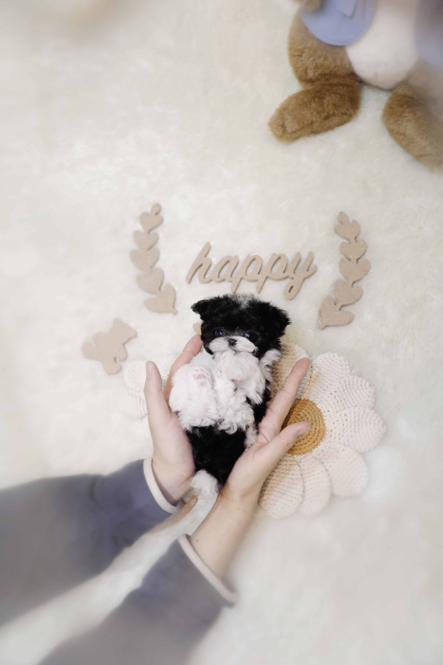 Toy poodle for sale-Fel