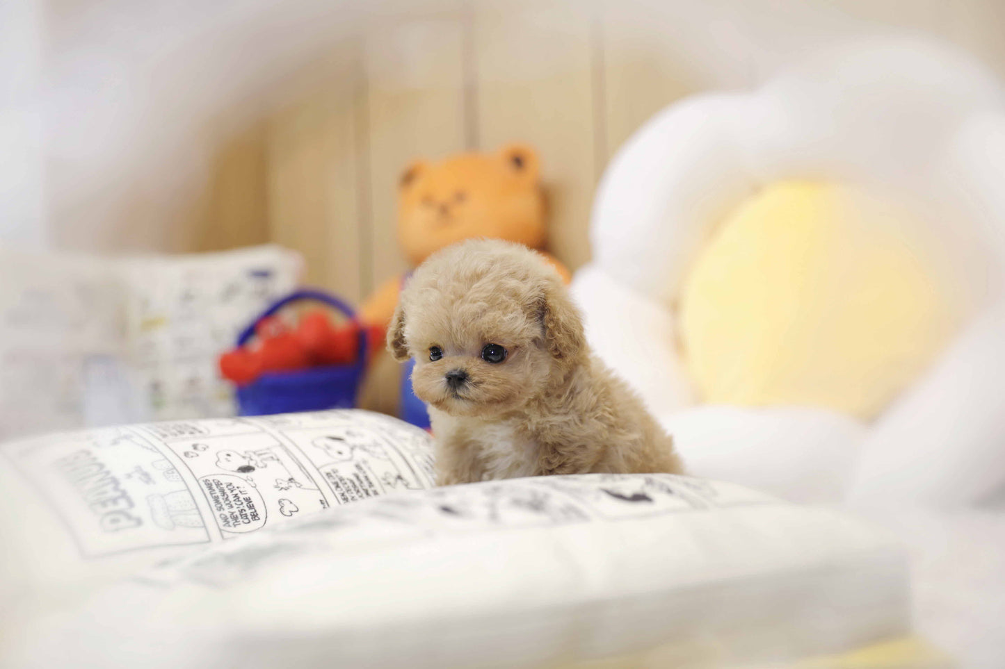 Tiny poodle- Rico (Singapore shipping fee included)