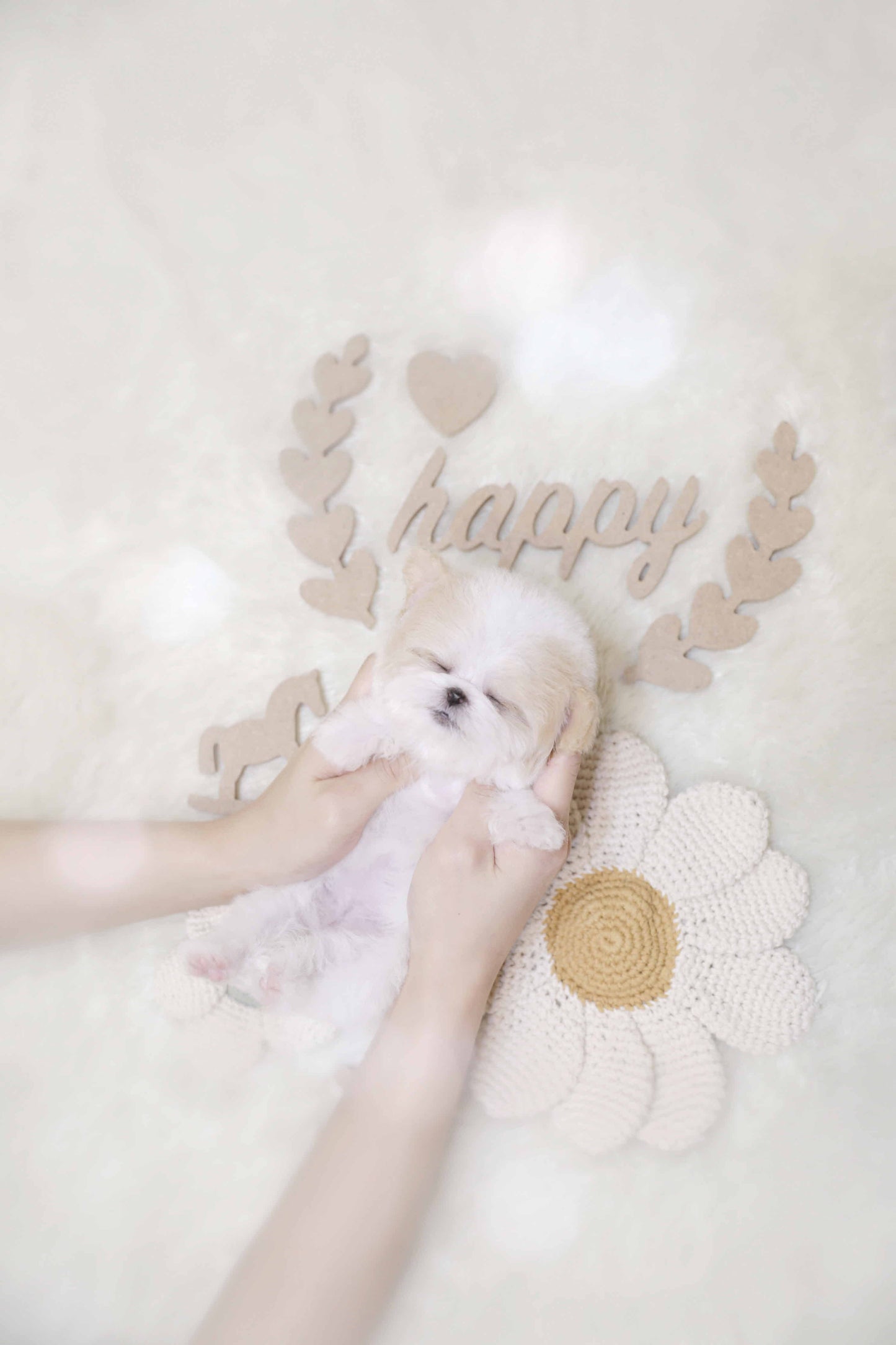 Toy poodle-Harper (Singapore shipping fee included)