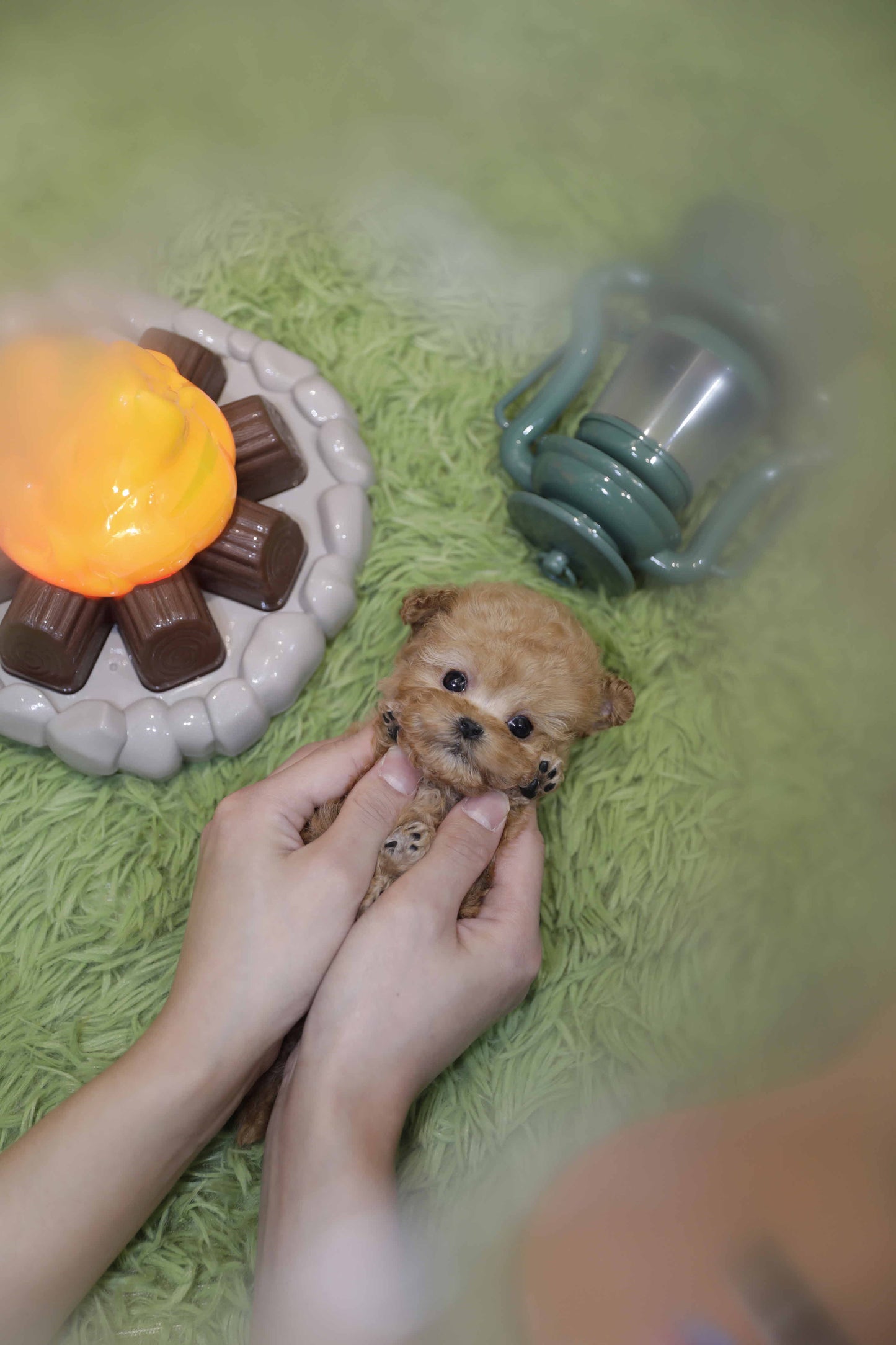 Toy poodle for sale-Coco