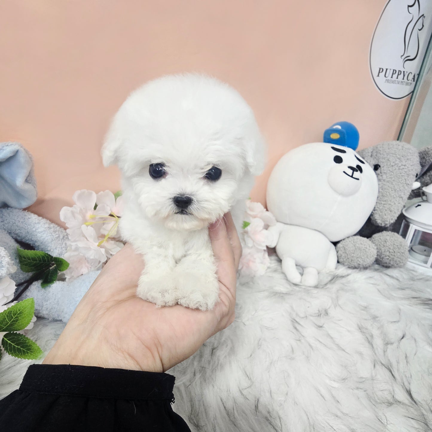 Mini Bichon Frise for sale-Lily