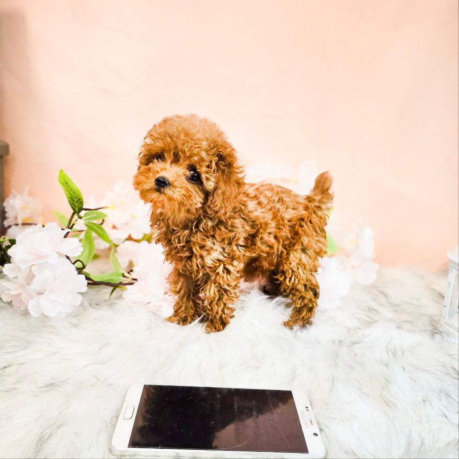 Toy poodle- MOCA (Singapore shipping fee included)