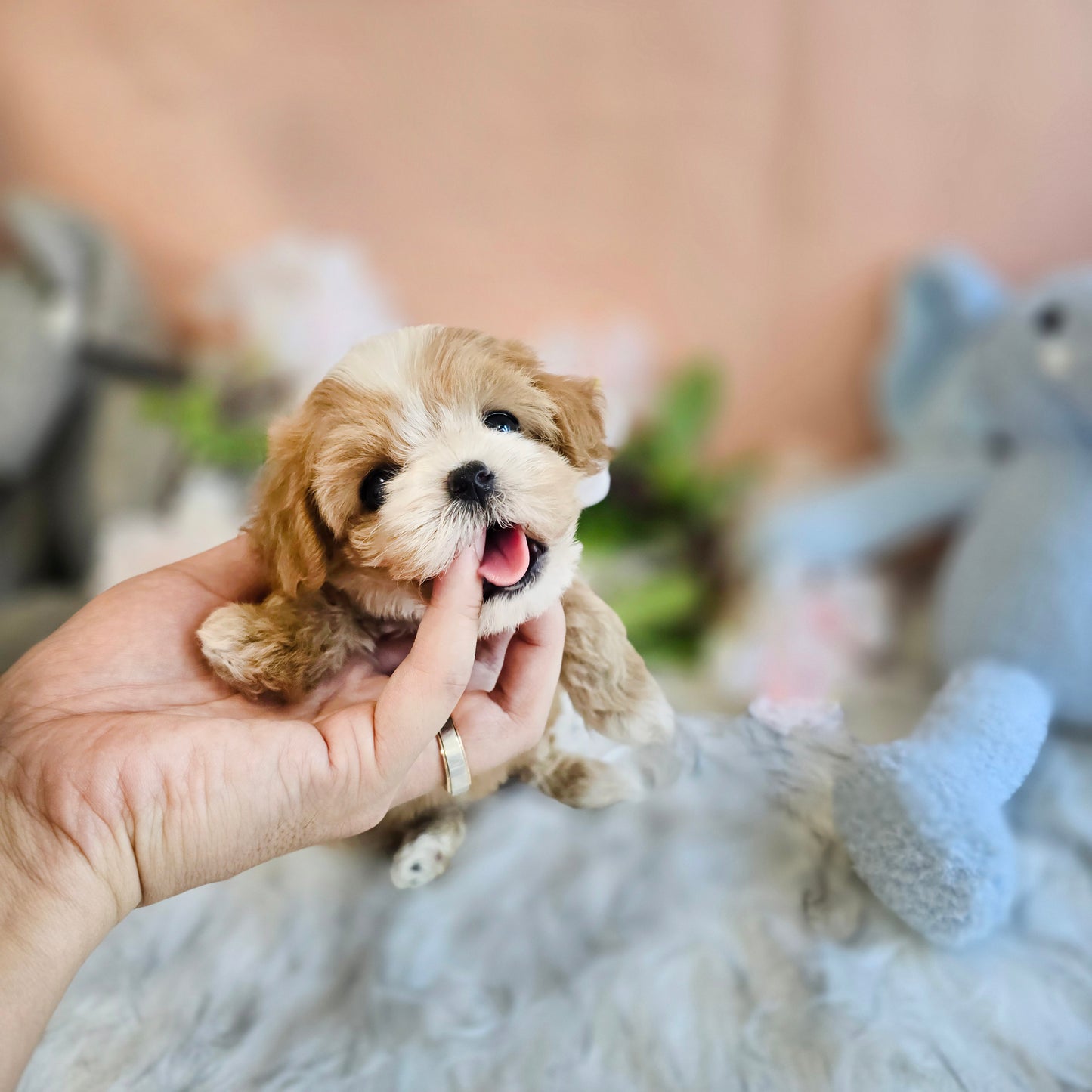 Mini Maltipoo for sale-LUCY