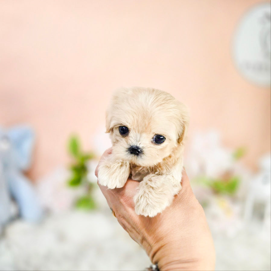 Mini Maltipoo- Moana (Singapore shipping fee included)