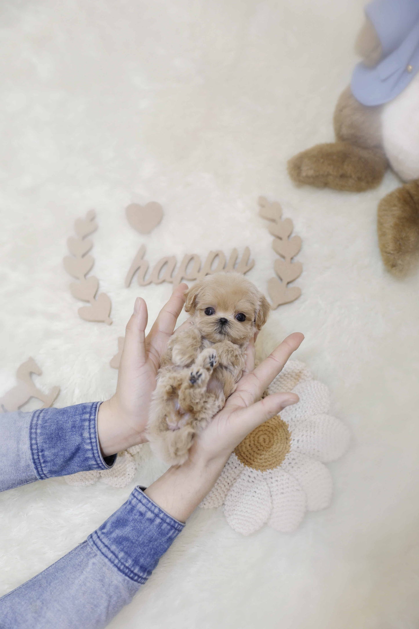 Mini Maltipoo-Marianne (Singapore shipping fee included)