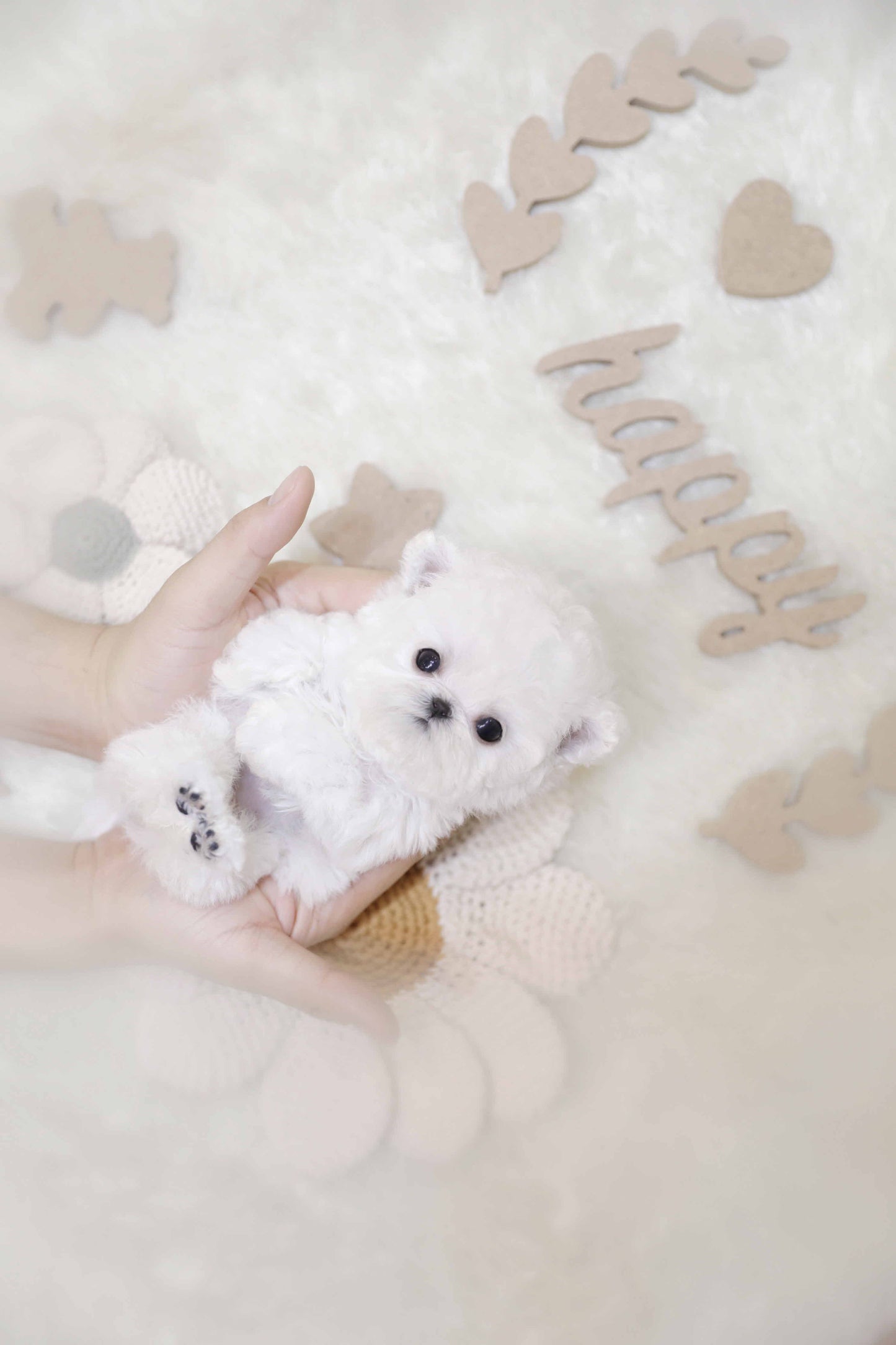 Mini Bichon Frise-Valentine (Singapore shipping fee included)