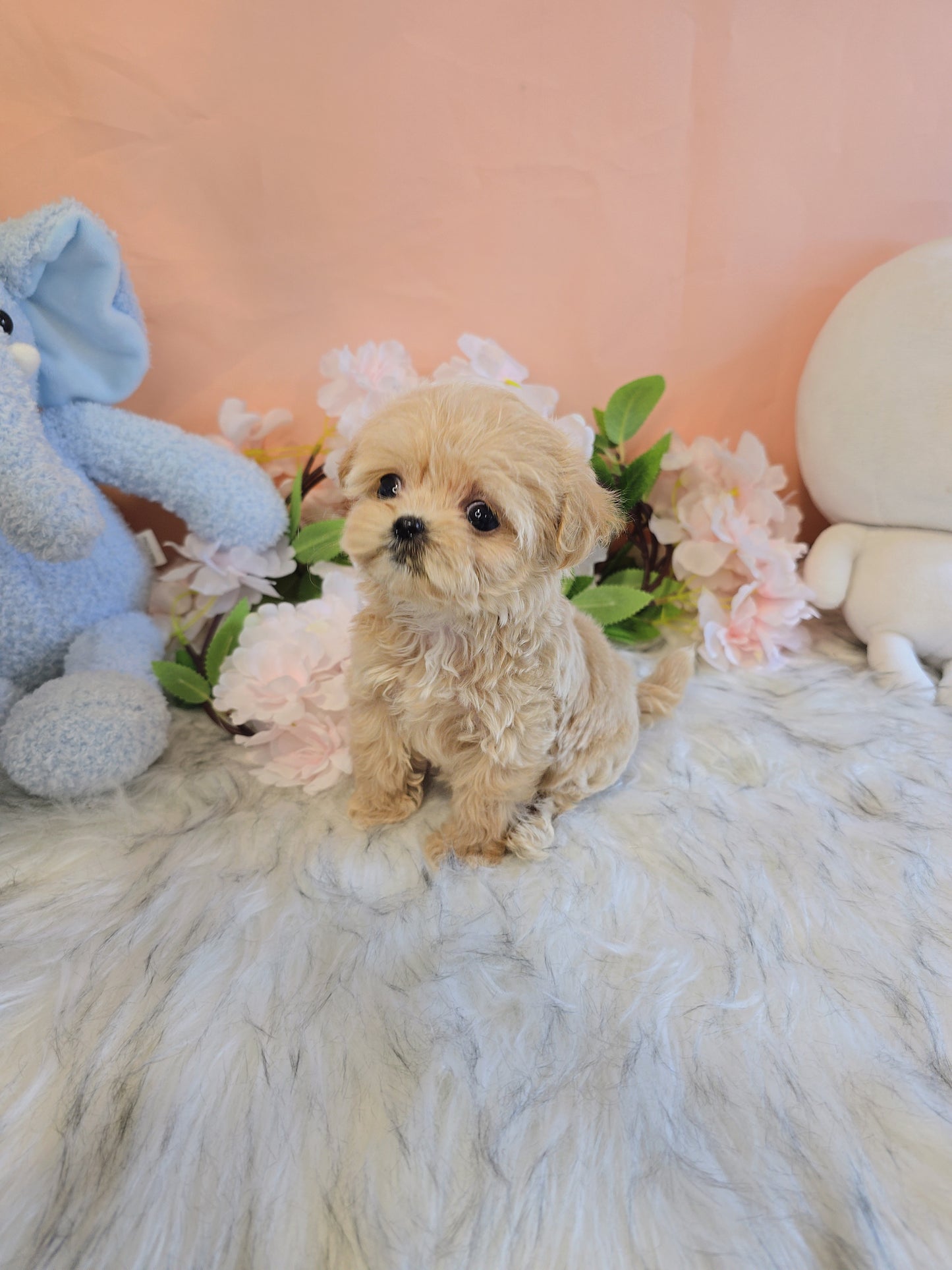 Mini Maltipoo- Molly (Singapore shipping fee included)