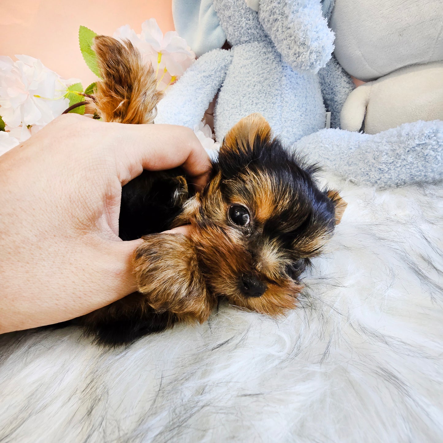 Yorkshire Terrier-Terry (Singapore shipping fee included)