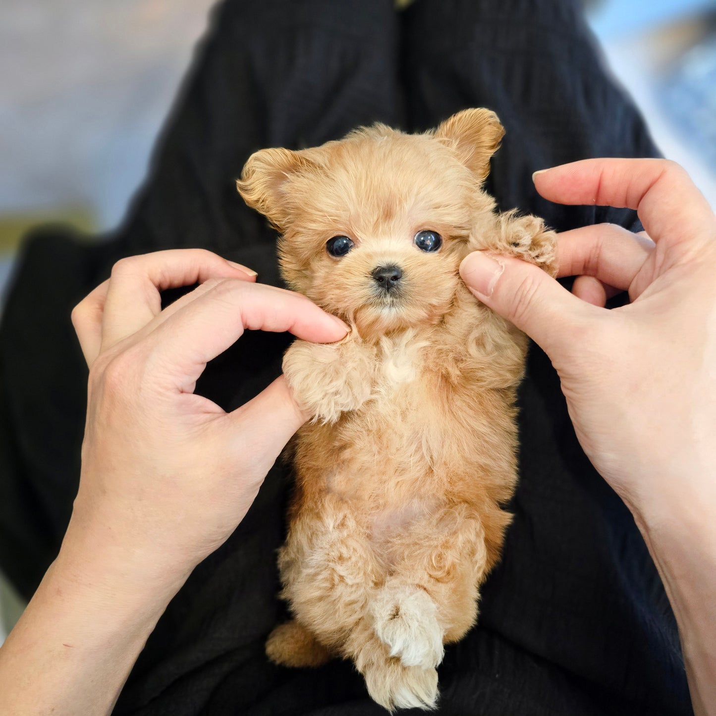 Mini Maltipoo for sale-LOOPY