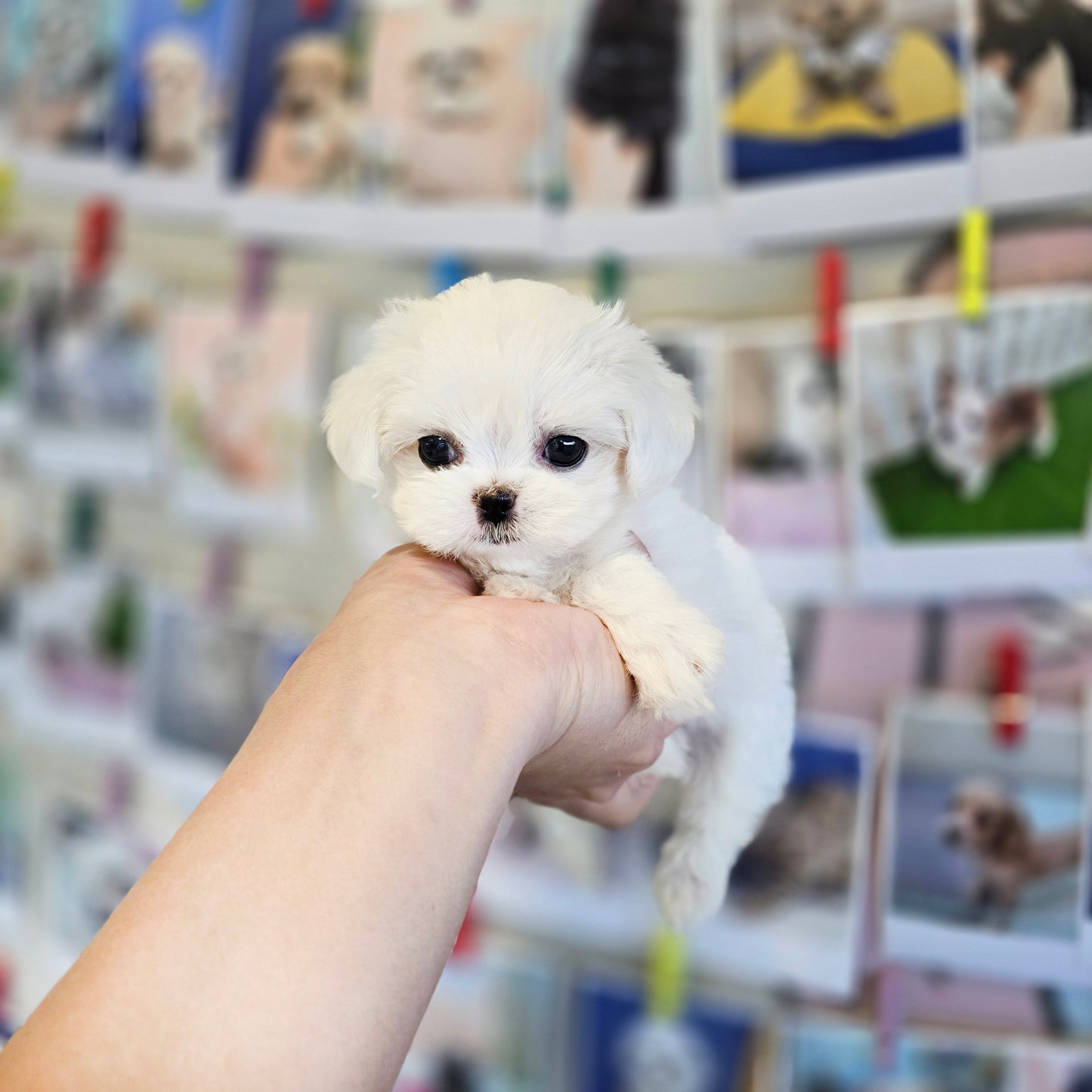 Mini Maltese- JENNY (Singapore shipping fee included)