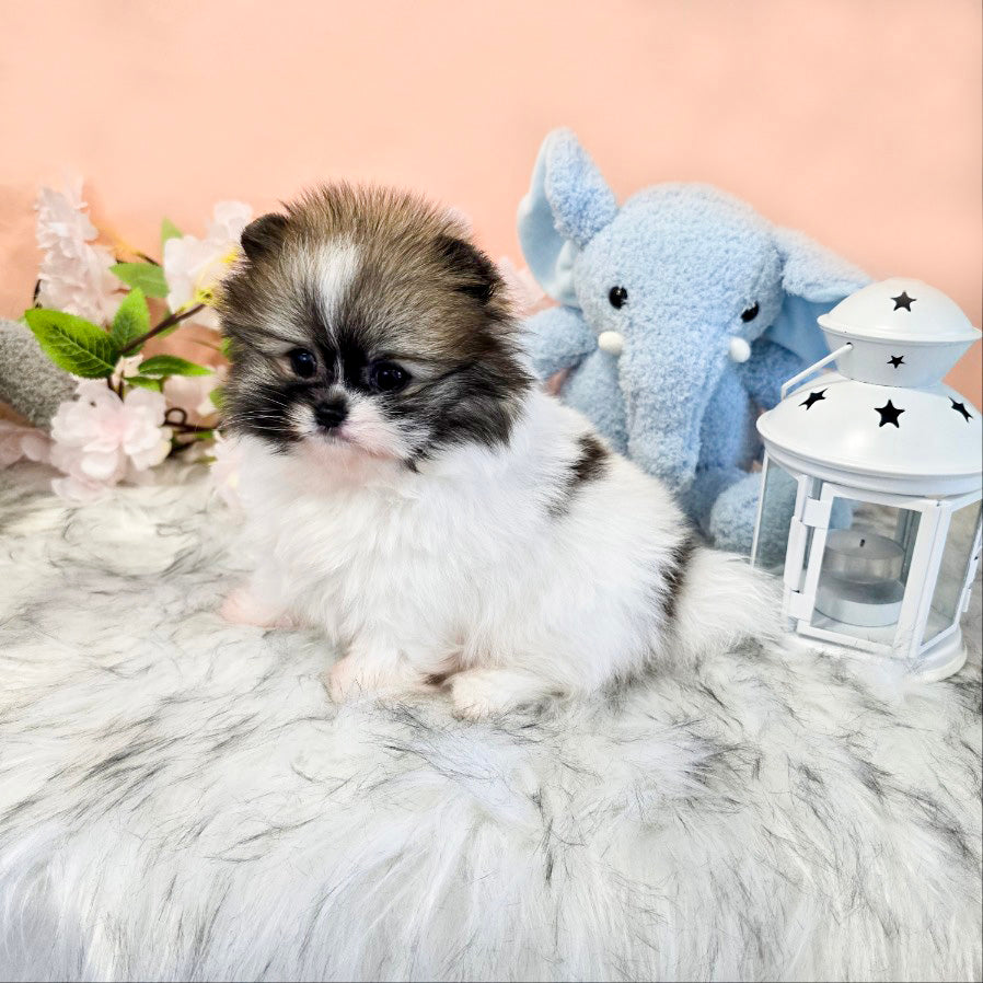 Pomeranian-Roy (Singapore shipping fee included)