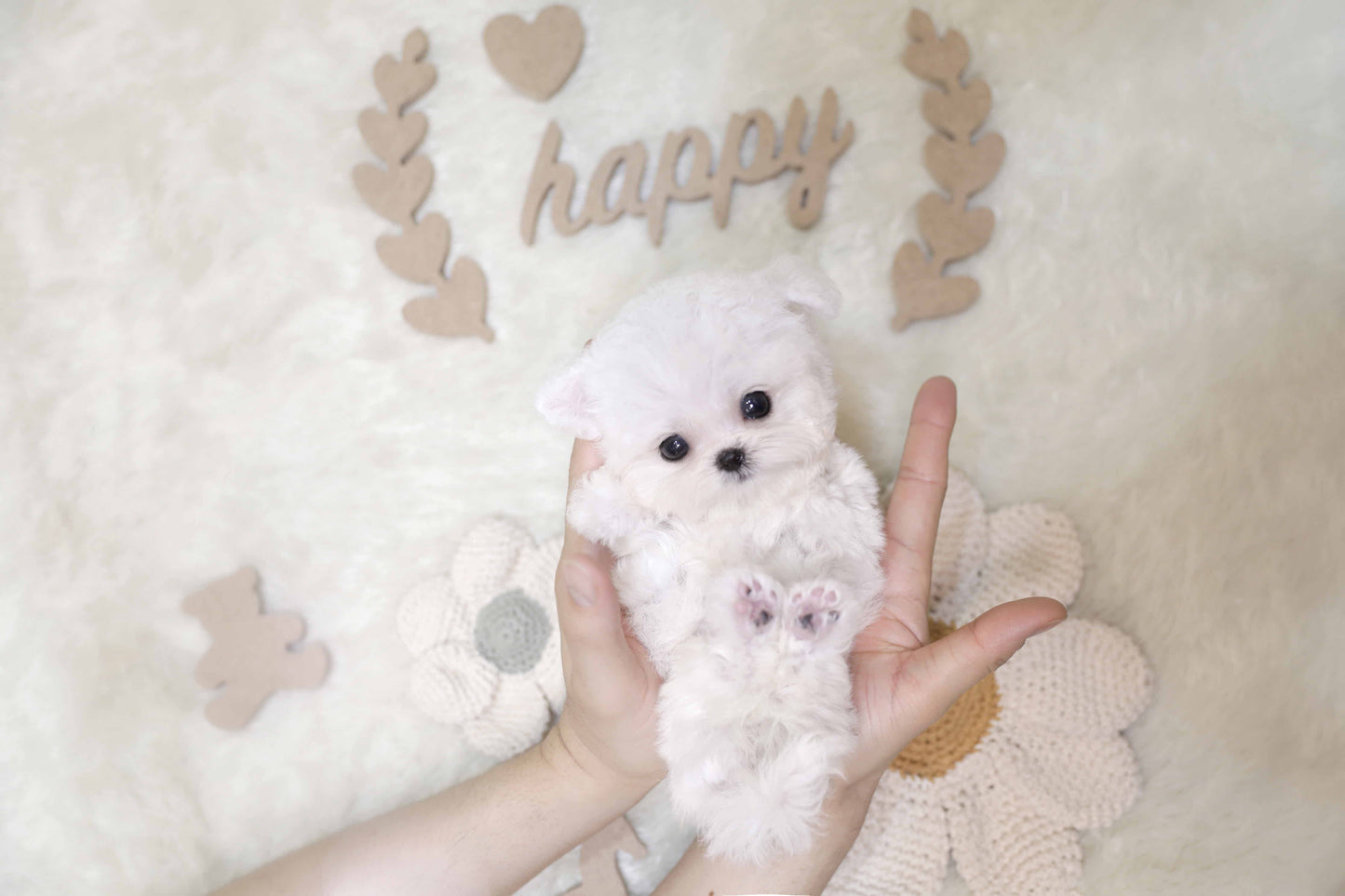 Mini Bichon Frise-Tiffany (Singapore shipping fee included)