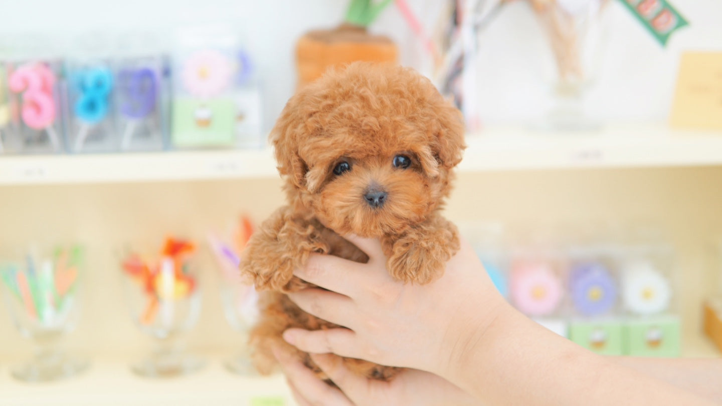 Tiny poodle for sale-ANNA