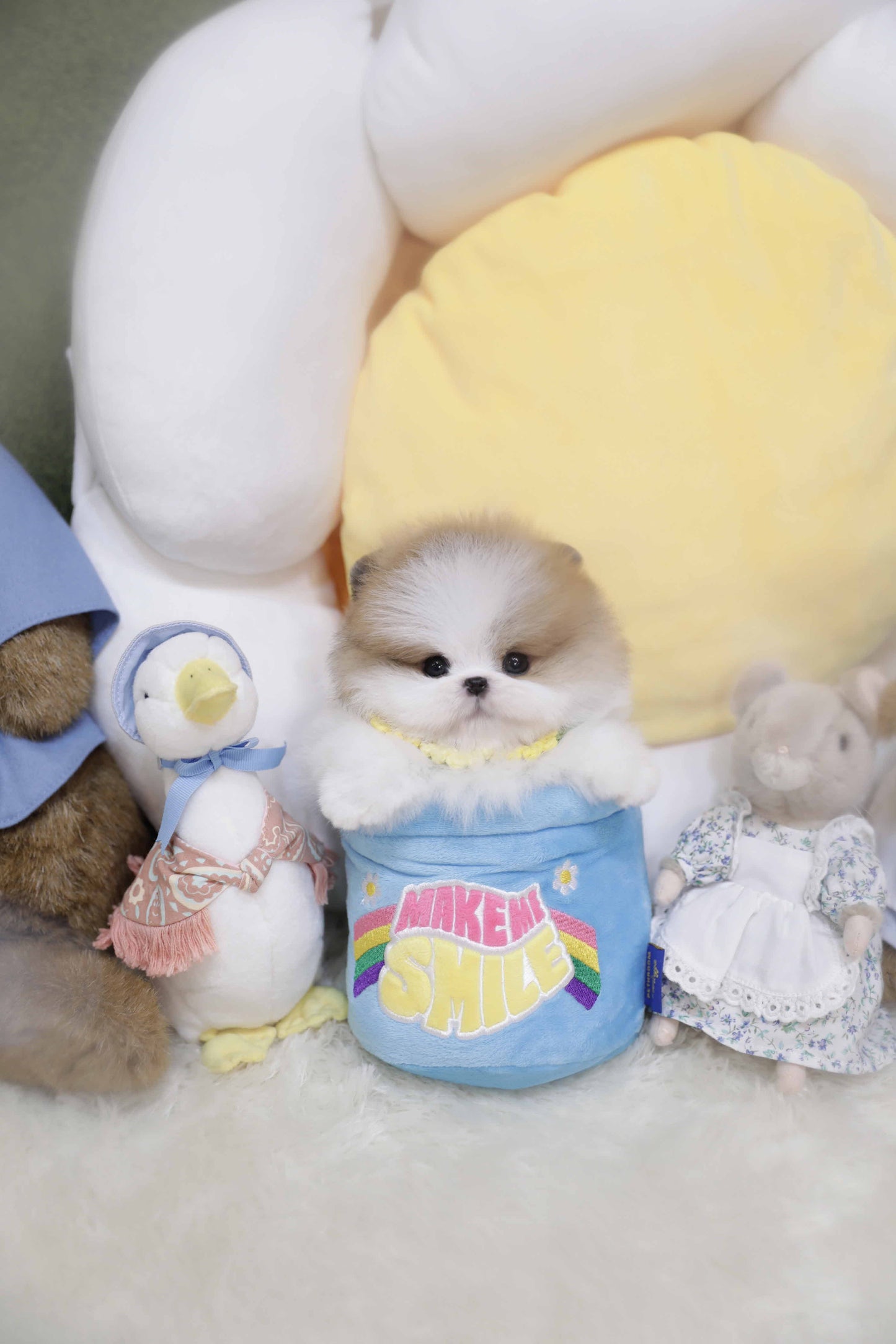 Pomeranian-Blue (Singapore shipping fee included)