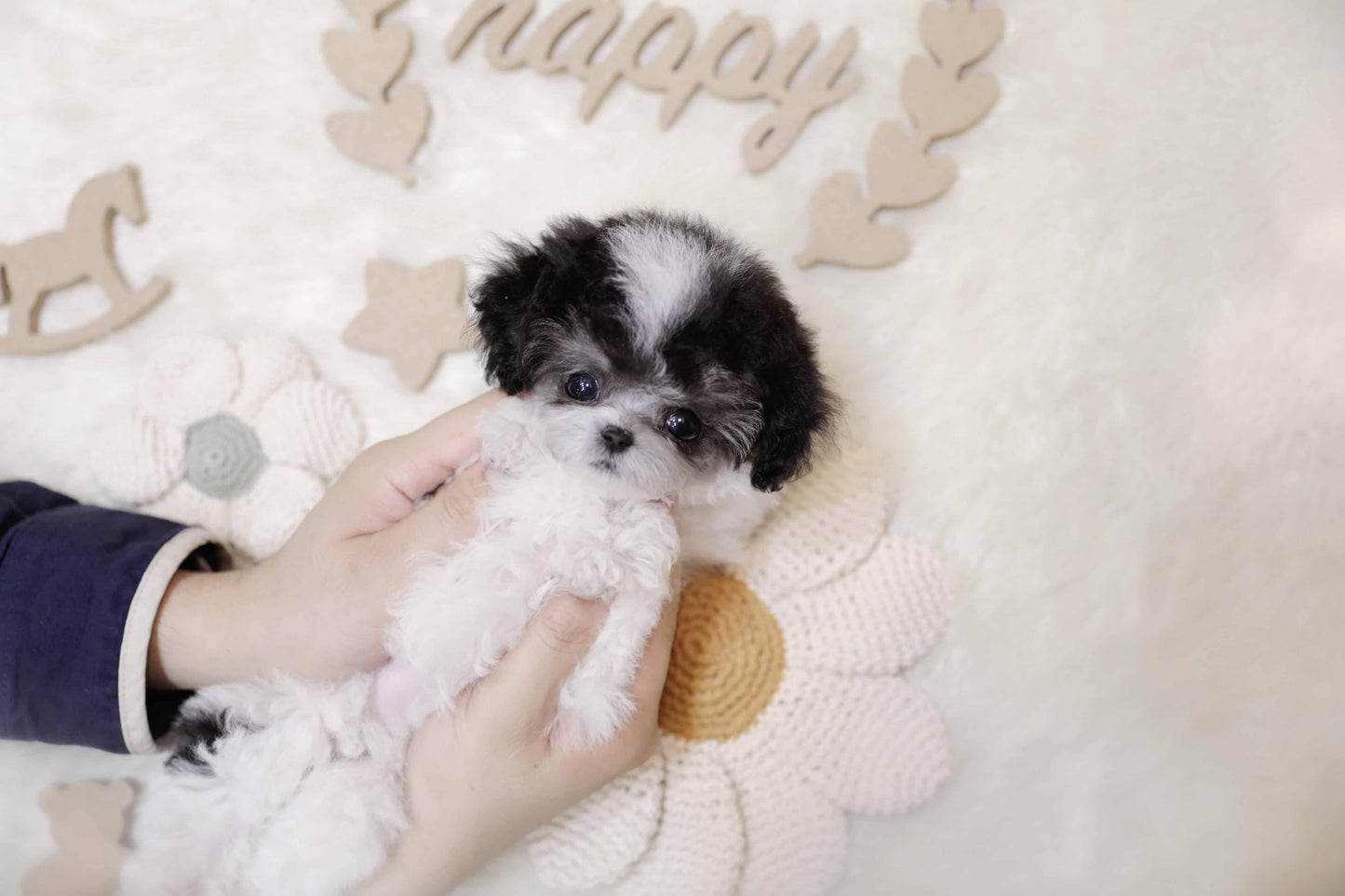 Tiny poodle-Pero (Singapore shipping fee included)