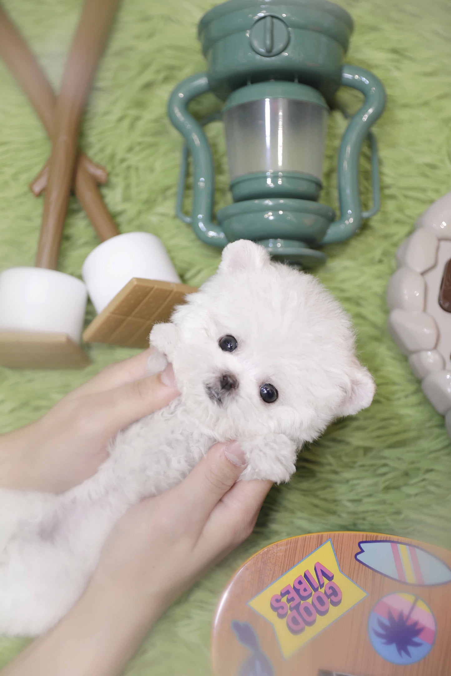 Mini Bichon Frise- Leaf (Singapore shipping fee included)