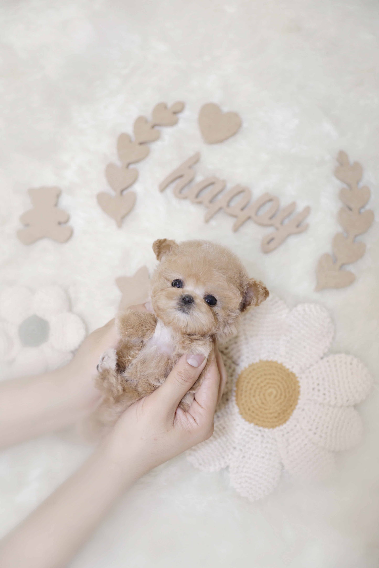 Toy poodle-Taco (Singapore shipping fee included)