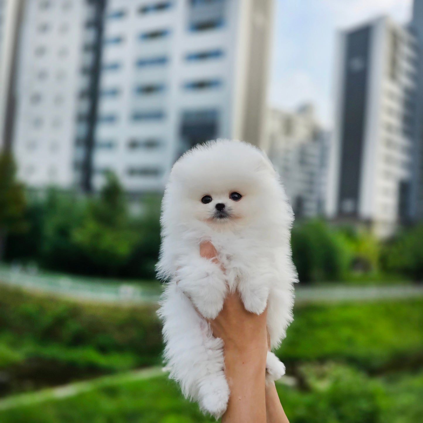 Pomeranian-Daisy (Singapore shipping fee included)