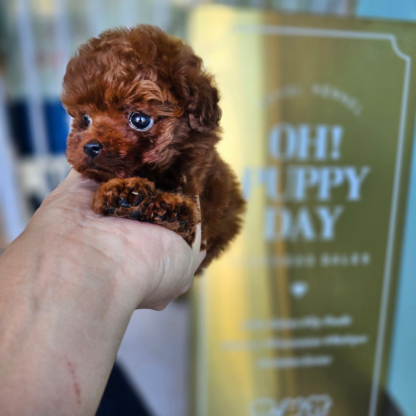 Tiny poodle- Teddy (Singapore shipping fee included)