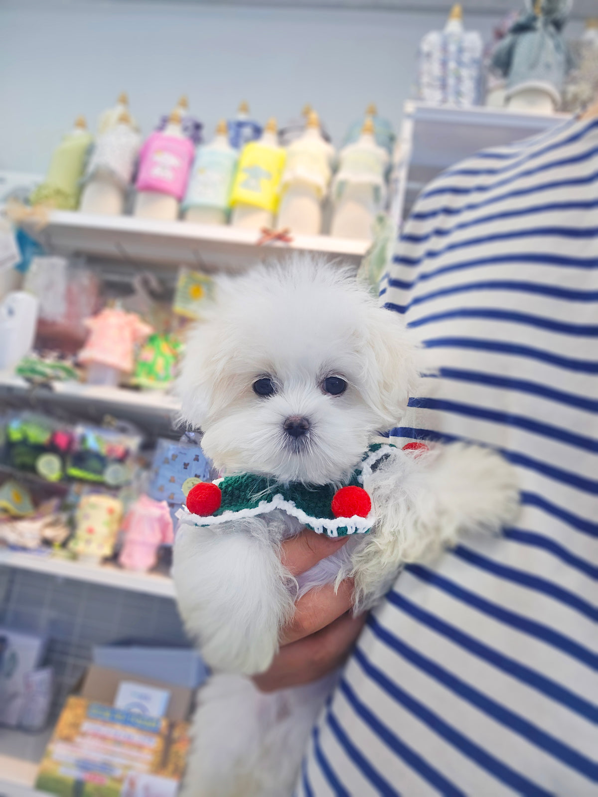 Maltipoo- Gomsun (Singapore shipping fee included)
