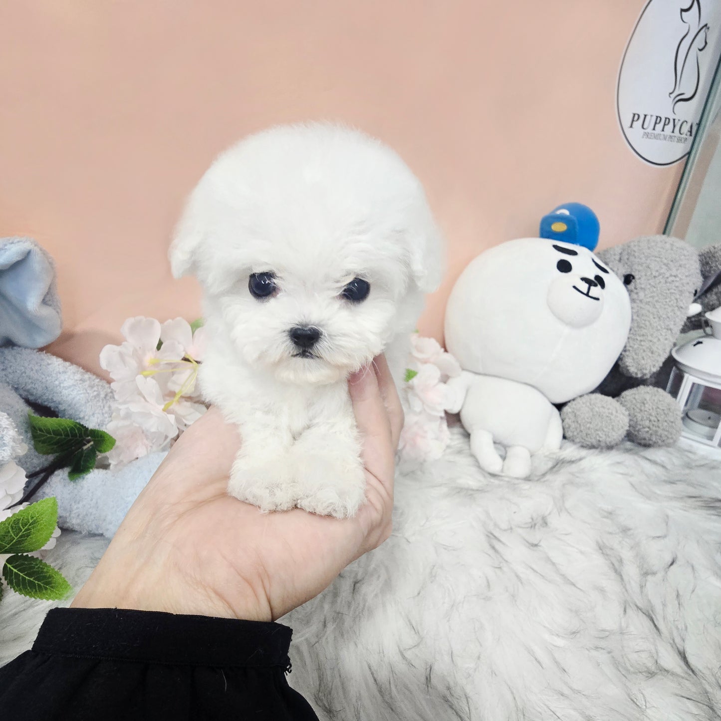 Mini Bichon - Lily (Singapore shipping fee included)