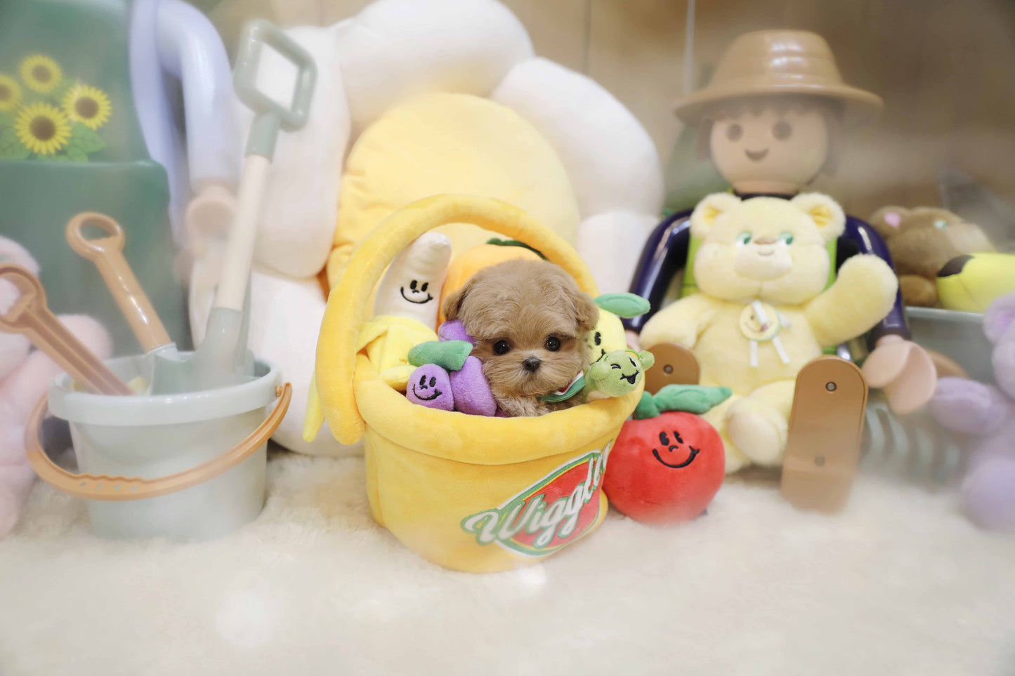 Mini Maltipoo-Apollo (Singapore shipping fee included)