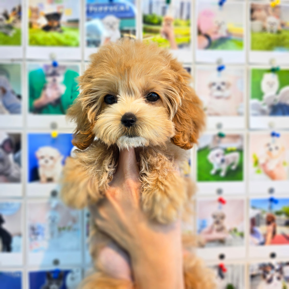 Maltipoo- Babamba (Singapore shipping fee included)