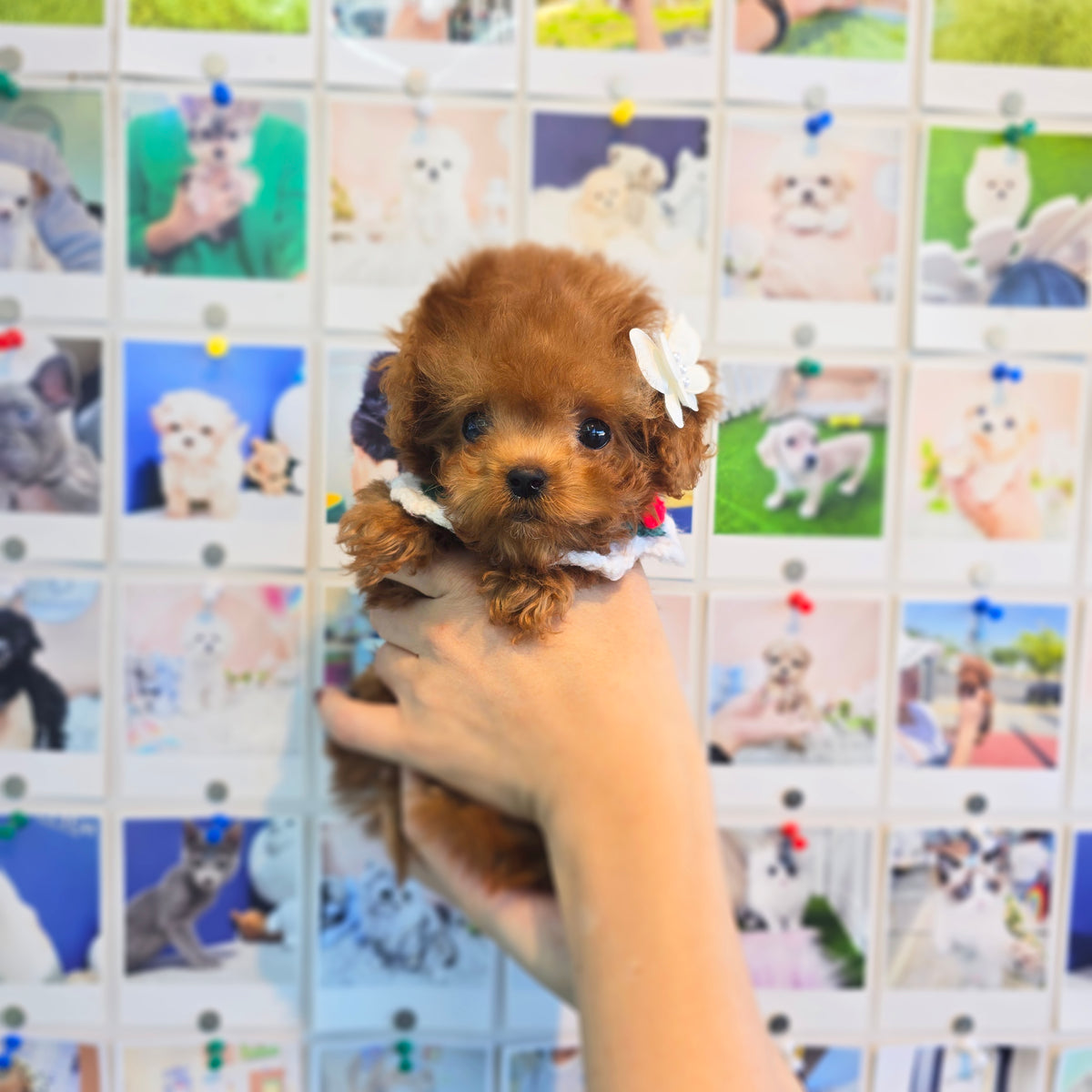 Toy poodle for sale-Adam