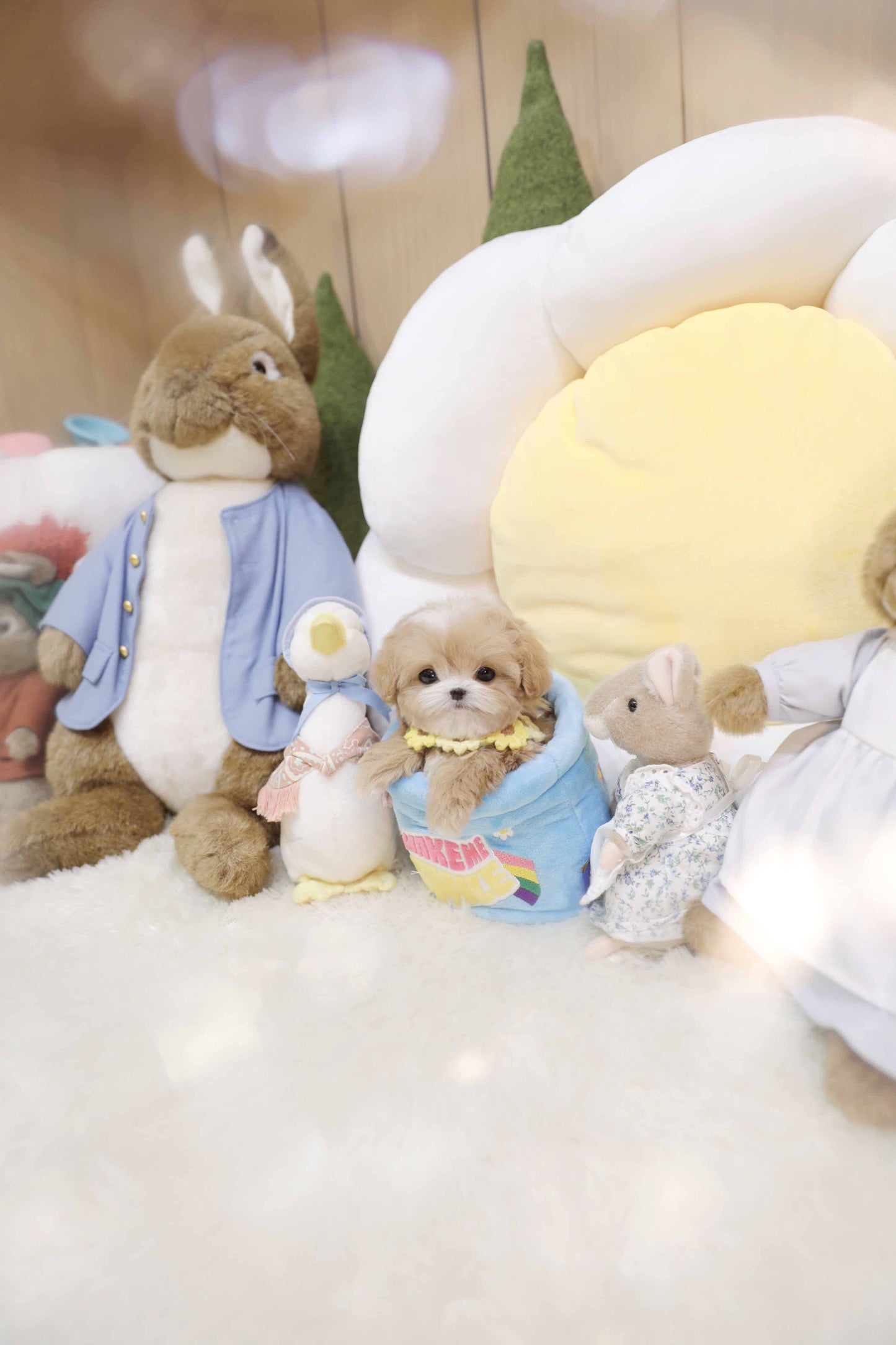 Mini Maltipoo-Colette (Singapore shipping fee included)