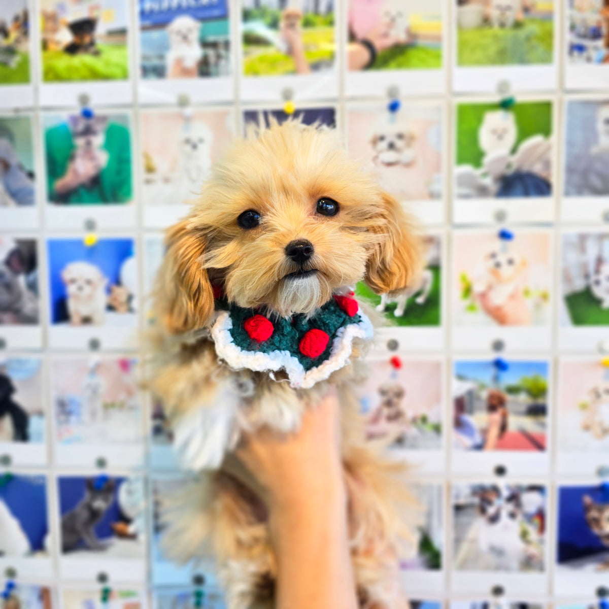 Mini Maltipoo- Hussey(Singapore shipping fee included)