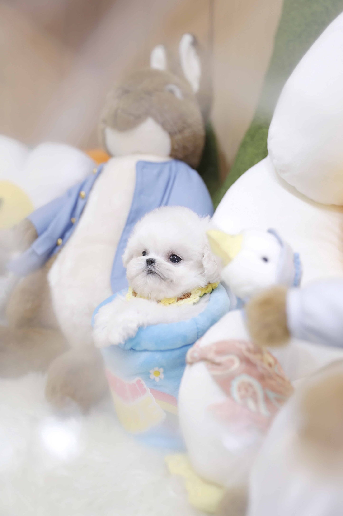 Mini Bichon Frise-Jeanne (Singapore shipping fee included)