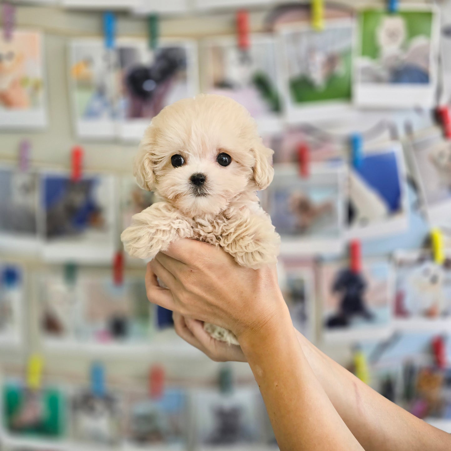 Mini Maltipoo- Sharon (Singapore shipping fee included)