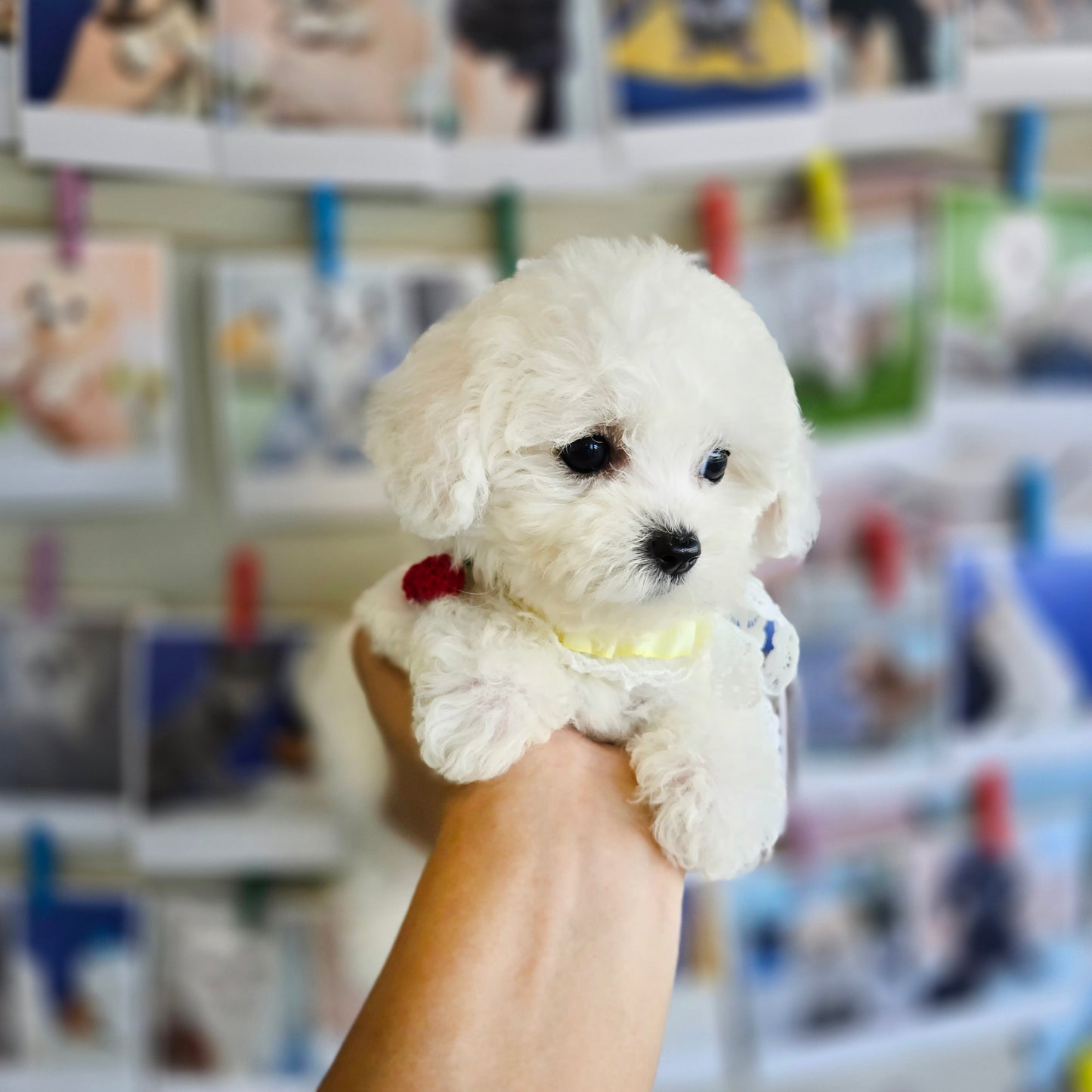 Mini Bichon Frise- GOME (Singapore shipping fee included)