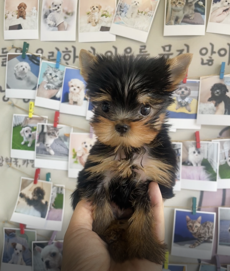 Yorkshire Terrier for sale-Kong